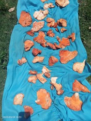 कोसेलीका रुपमा विदेश पुग्छ म्याग्दीको रातो च्याउ